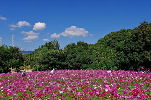コスモス満開 コスモス満開 コスモス,秋桜,満開の写真素材