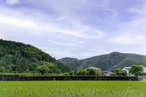 伊豆半島中部、初夏の山間の水田と田園風景 伊豆半島中部、初夏の山間の水田と田園風景の写真