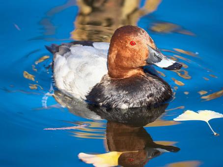 東京上野の不忍池で越冬するホシハジロ 鳥,カモ,ホシハジロの写真素材