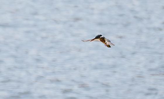 Photo, bird, kingfishers, wild bird, 