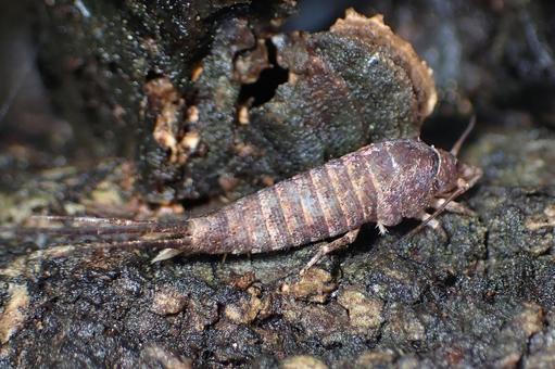 生きた化石昆虫 イシノミ,生きた化石,昆虫の写真素材