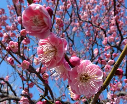 梅の花 梅の花の写真
