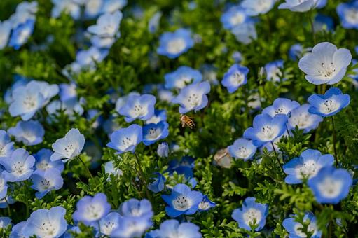Photo, nemophila, flower, blue, 