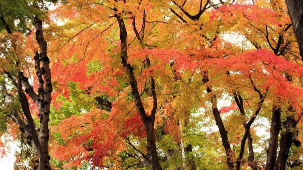 11月の河口湖もみじ回廊の紅葉 紅葉,秋,もみじの写真素材