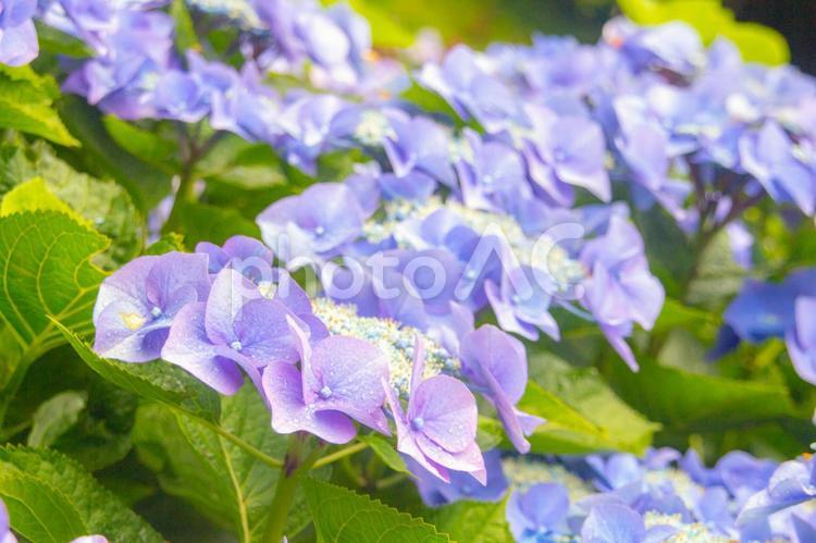 雨上がりのあじさい 花,植物,自然の写真素材