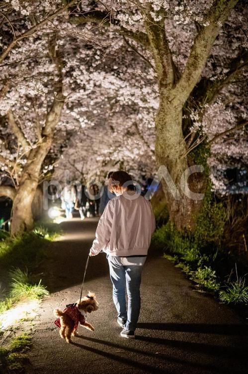 夜桜とトイプードルと女性 トイプードル,トイプー,景色の写真素材