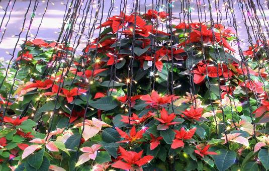 ポインセチアとイルミネーション ポインセチア,花,赤色の写真素材