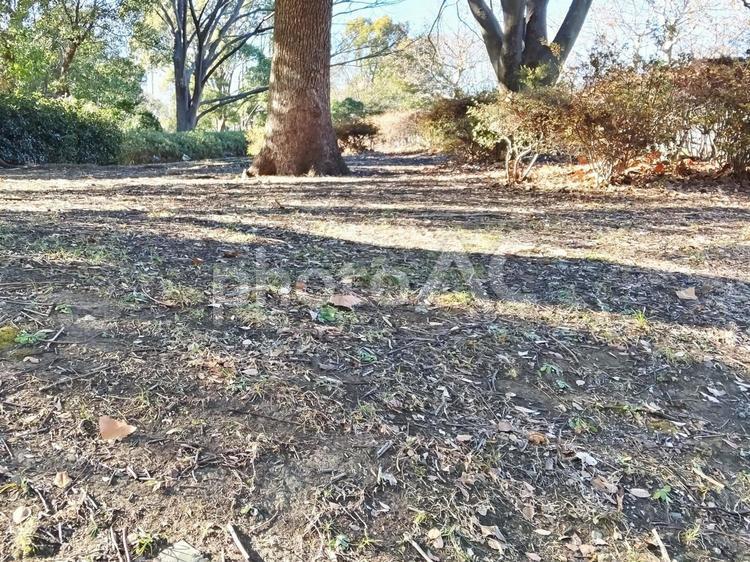 冬の木洩れ日 木洩れ日,散歩,落ち葉の写真素材