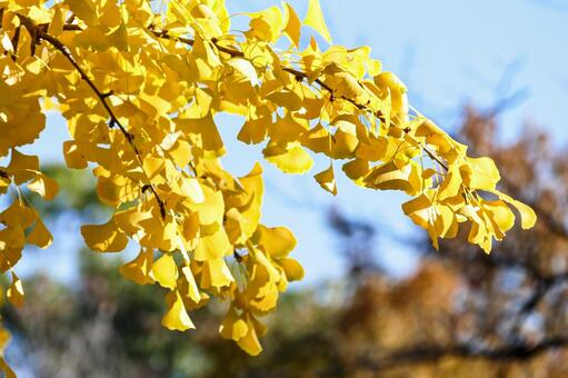 黄金色に輝くイチョウの枝と青空 イチョウ,銀杏,葉の写真素材