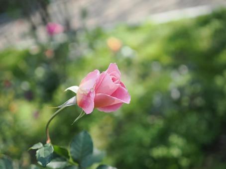 バラ園にてピンクの薔薇を撮影しました バラ園にてピンクの薔薇を撮影しましたの写真