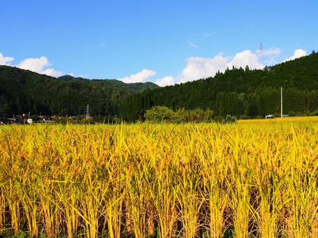 秋の田んぼ 田んぼ,稲,米の写真素材