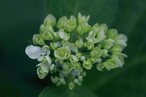 紫陽花 紫陽花,装飾花,黄緑の写真素材