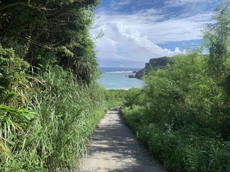 緑のトンネルを抜けて見える海 緑のトンネルを抜けて見える海 海道,南国,緑の小道の写真素材