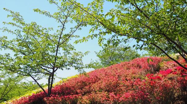 Nagisa Park in Spring: Azaleas and Fresh Greenery (Edogawa Ward), JPG