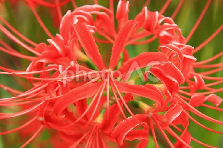 燃ゆる線香花火のように 彼岸花,曼珠沙華,マクロ撮影の写真素材