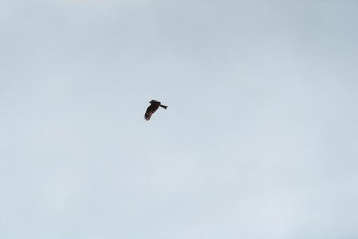 A black kite gracefully flying through the sky, JPG A black kite gracefully flying through the sky, JPG