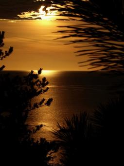 黄金色の海 黄金色,海,日本海の写真素材