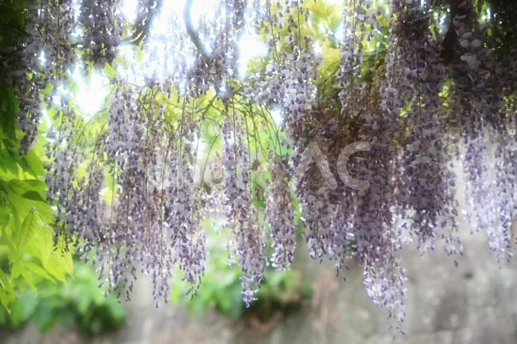 逆光が美しい薄紫の藤の花 藤棚,薄紫色,屋外の写真素材