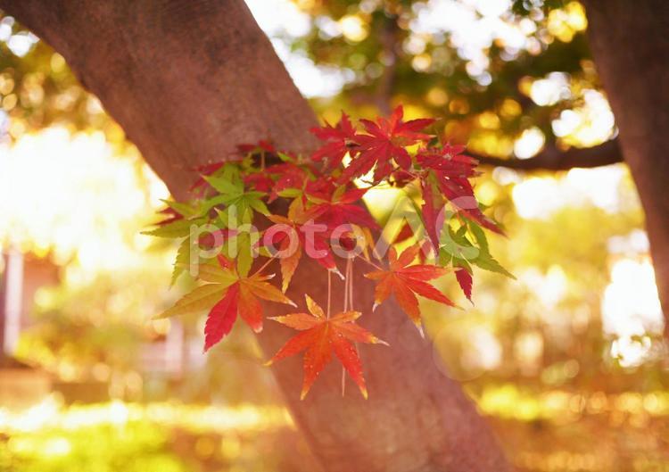 綺麗な紅葉の葉っぱ 秋,紅葉,もみじの写真素材