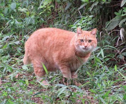 草むらに潜む野良猫 草むらに潜む野良猫の写真