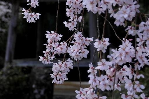 大きく広がった枝垂れ桜のクローズアップの写真