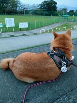 お散歩休憩する柴犬! お散歩休憩する柴犬!の写真