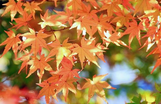もみじの紅葉 紅葉,もみじ,葉っぱの写真素材