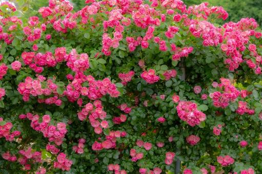 Early Summer Rose ⒃, JPG
