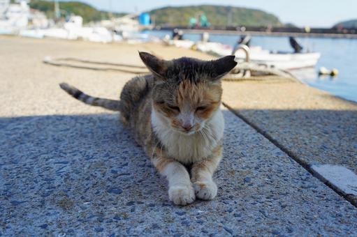 秋の相島の猫ちゃん ねこ,猫島,相島の写真素材