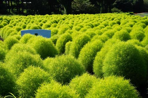 緑のコキア 緑のコキア 日本,植物,大分県の写真素材
