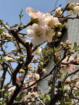 庭の桜 庭の桜の写真