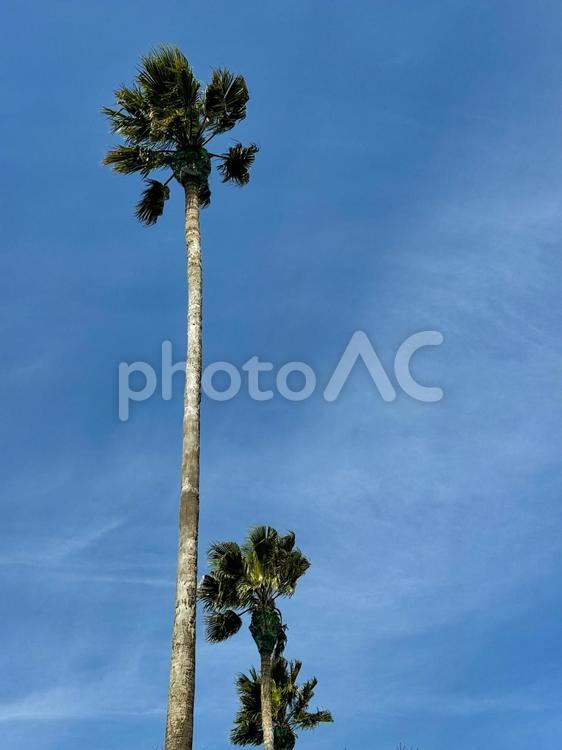 青空とヤシの木 ヤシの木,ヤシ,青空の写真素材