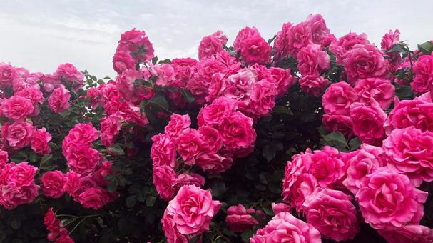 Roses in full bloom and cloudy sky, JPG Roses in full bloom and cloudy sky, JPG