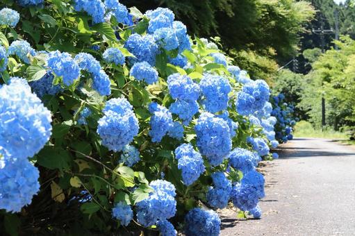 Hydrangea Path, JPG Hydrangea Path, JPG