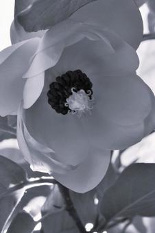 大山蓮華 オオヤマレンゲ/天女花 大山蓮華,白黒写真,オオヤマレンゲの写真素材