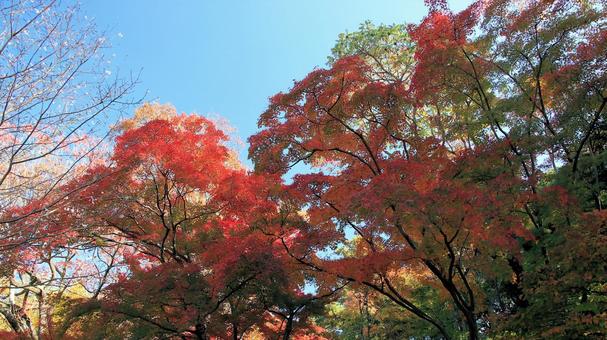 楽寿園の紅葉 紅葉,秋,もみじの写真素材