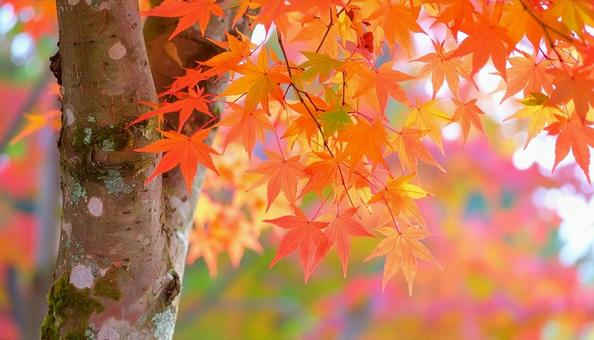 色彩豊かなモミジと幹のアップ　秋の紅葉の写真