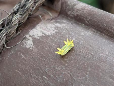 小さいイラガの幼虫 小さいイラガの幼虫 イラガ,虫,害虫の写真素材