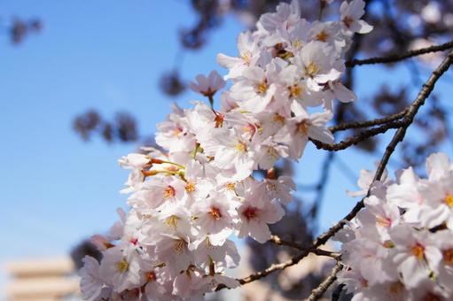 さくら さくらの写真