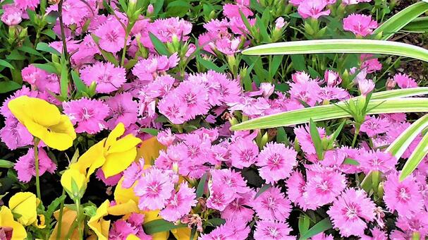 お花畑 お花畑の写真