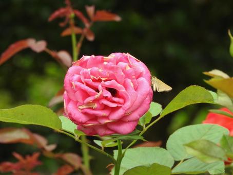 ひとつの花 ひとつの花の写真