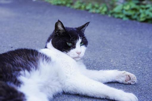 地域猫 地域猫 猫,ねこ,ネコの写真素材