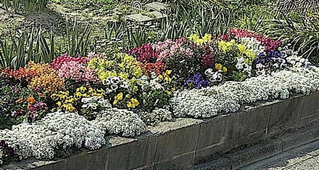 花壇 220420 花壇 220420の写真