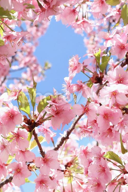 春のイメージ　青空と満開の河津桜 花,満開,桜の写真素材