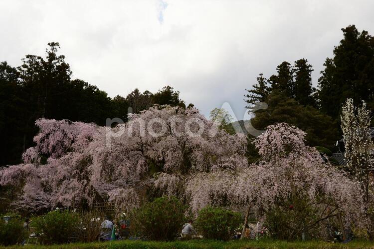 しだれ桜の古木 かわいい,さくら,しずくの写真素材