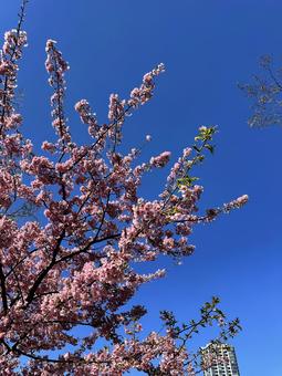 桜　サクラ　上野公園　さくら 赤,桜,サクラの写真素材