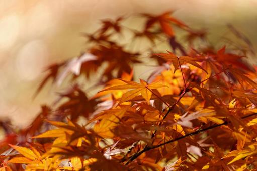 秋の陽射しに染まる紅葉 秋の陽射しに染まる紅葉の写真