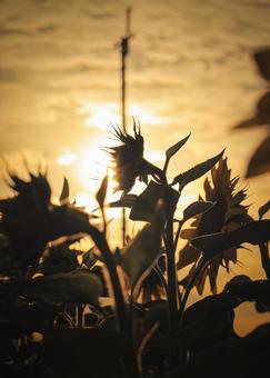 秋の夕日に浮かび上がる向日葵 風景,自然,向日葵の写真素材