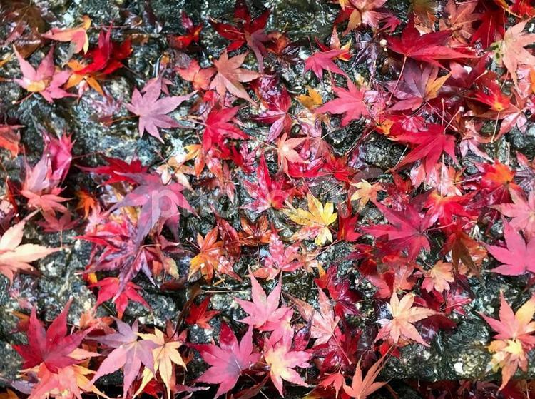 紅葉　もみじ　秋　落ち葉 紅葉,もみじ,秋の写真素材