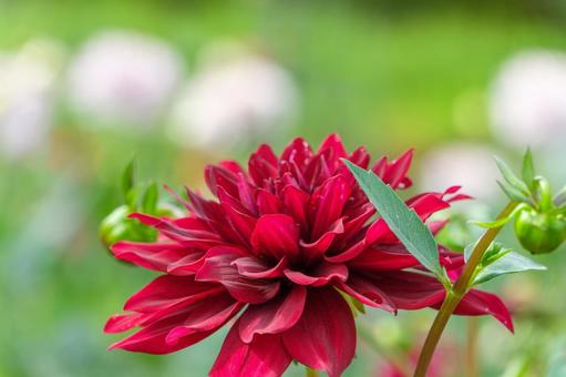 深紅のダリアの横顔 ダリア,花,深紅の写真素材